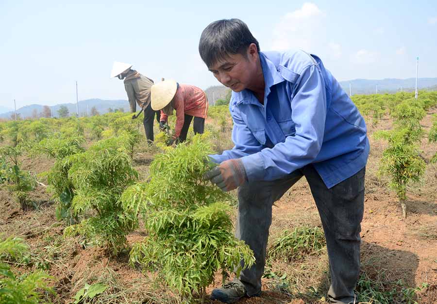 Đinh lăng rất dễ sống và đã được trồng phổ biến tại Việt Nam