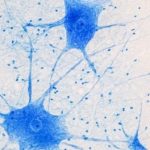 Sự đảo chiều trong khoa học – Tế bào thần kinh được tái tạo