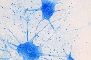 Sự đảo chiều trong khoa học – Tế bào thần kinh được tái tạo