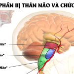 than-nao-va-chuc-nang.png