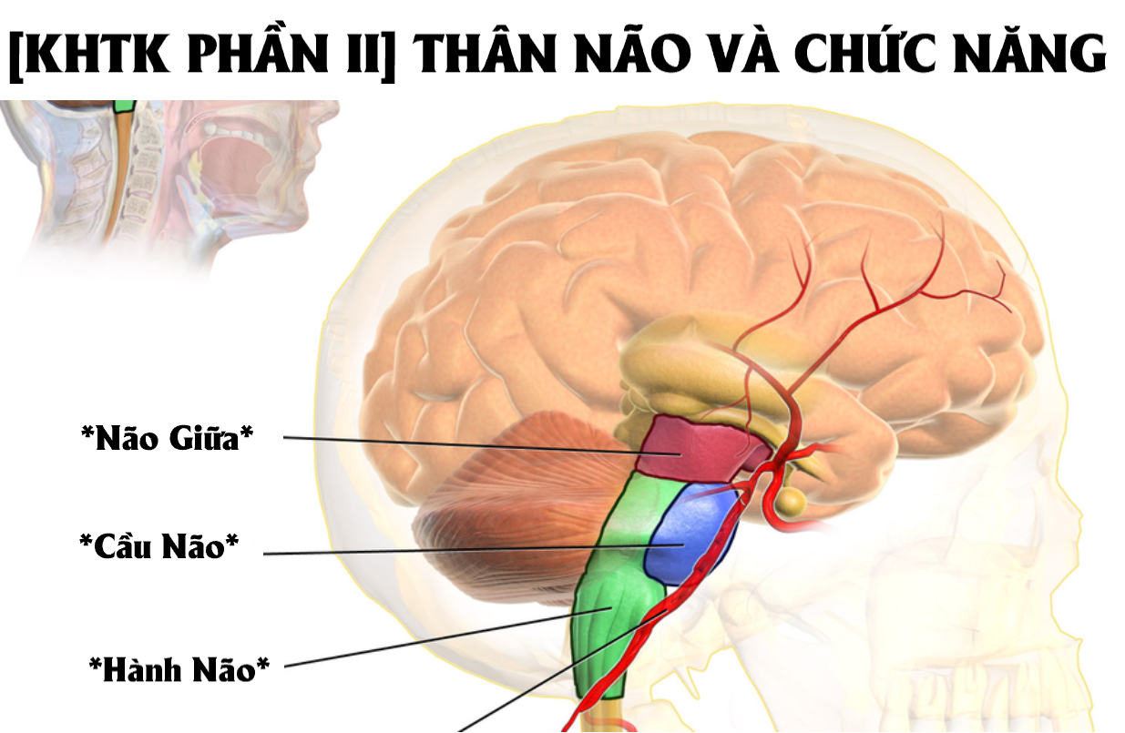 Chức năng của thân não, tai biến mạch máu não liên quan thân não ...