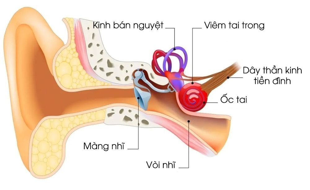 Bộ phận tiền đình nằm giữa ốc tai và kính bán nguyệt