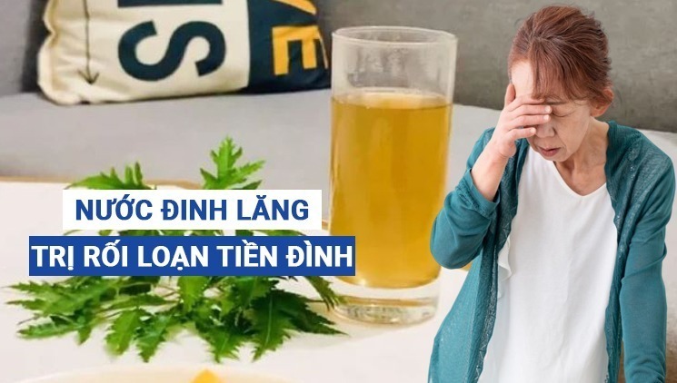 Uống nước đinh lăng giúp cải thiện hoa mắt, chóng mặt