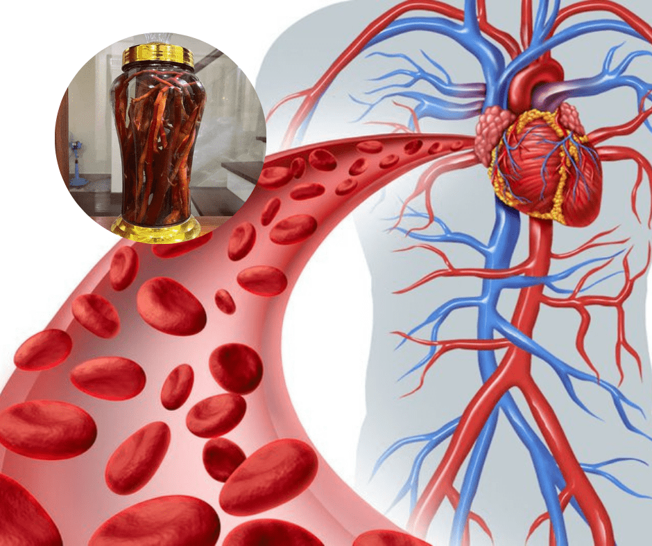 Rượu đan sâm ngâm có tác dụng tốt với những người có bệnh lý liên quan đến tim mạch 