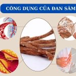 Tam thất với hàm lượng saponin cao giúp ngăn ngừa ung thư, hỗ trợ người sau đột quỵ 