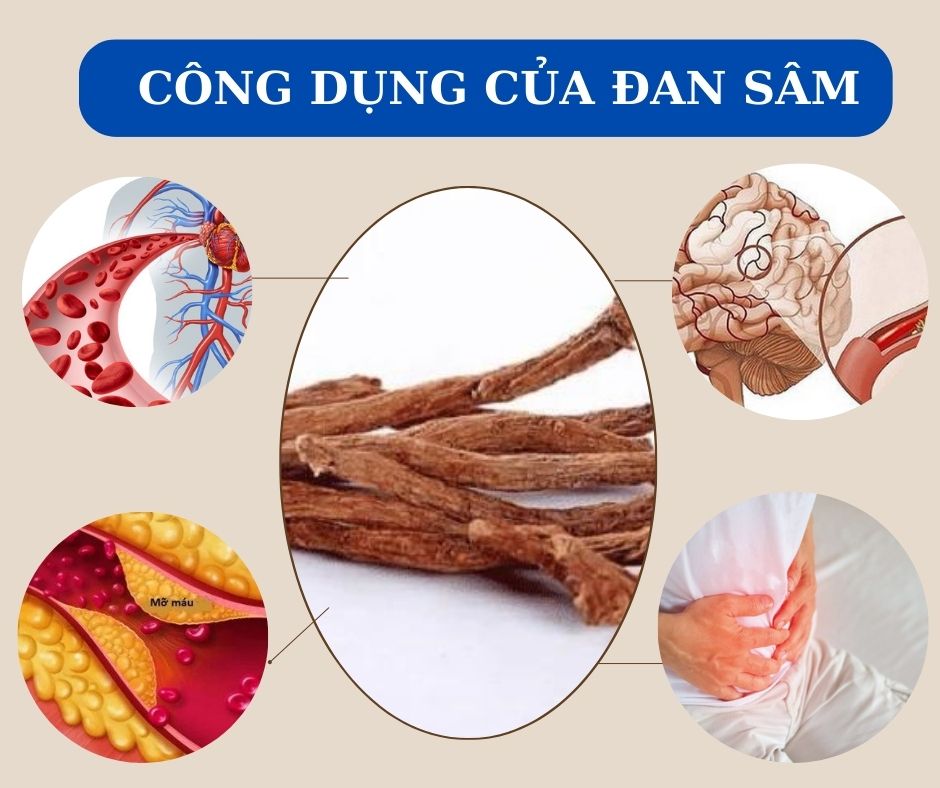 Tam thất với hàm lượng saponin cao giúp ngăn ngừa ung thư, hỗ trợ người sau đột quỵ 